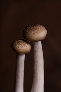 Deux champignons de hêtre bruns sur Marjolijn van den Berg