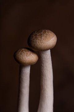 Two brown beech mushrooms