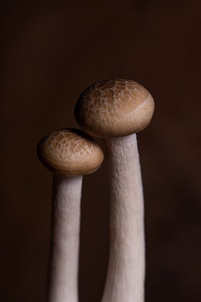 Deux champignons de hêtre bruns par Marjolijn van den Berg