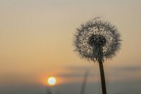 bloem met zon