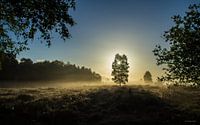 Lighting tree