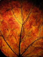 Vurige herfst
