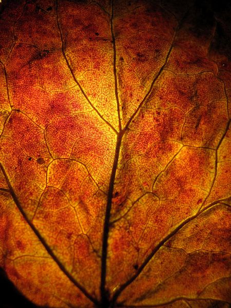 Vurige herfst van Vectorific Design