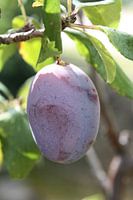 Plum