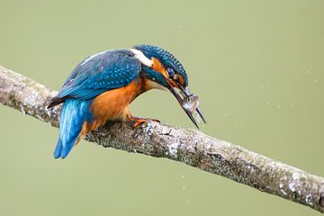 catch of the day by Pim Leijen