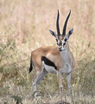 Op safari in Afrika: Thomsongazelle, ook wel Tommie genoemd van Rini Kools