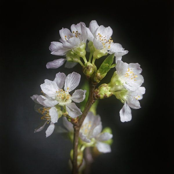 Springtime blossom van Herman Peters