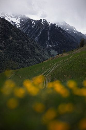 Switzerland - a road connecting flowers to mountains