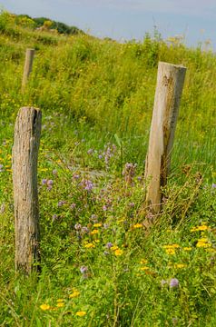 Wilde bloemen van Ans Bastiaanssen