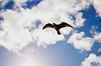 As free as a bird in the wind
