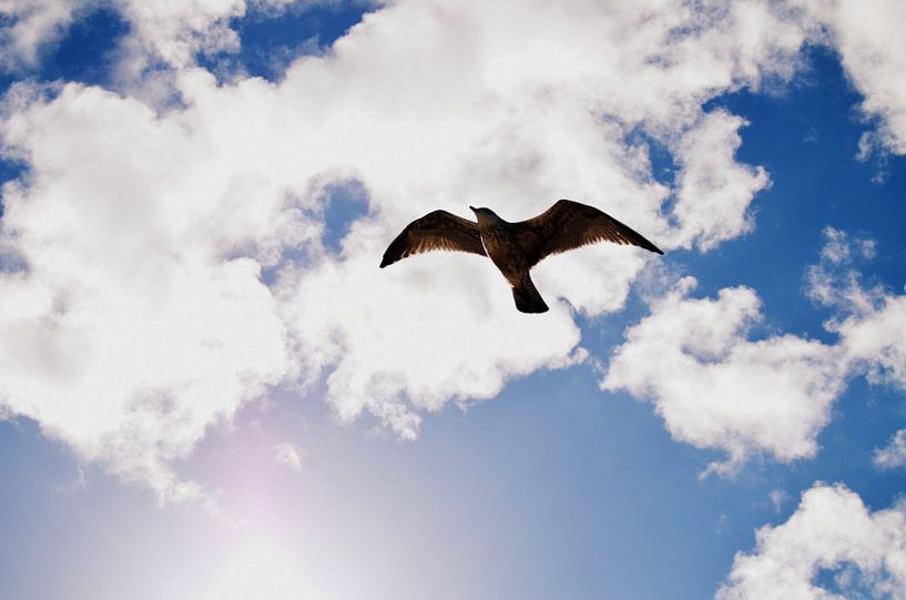 Aussi libre qu'un oiseau par Marjolijn Vledder