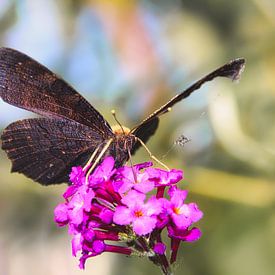 Sommer - Schmetterling von Marco & Lisanne Klooster