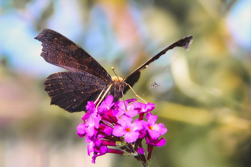 Zomer - vlinder van Marco & Lisanne Klooster