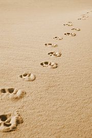 Dog tracks on the fine sandy beach by Theodor Decker