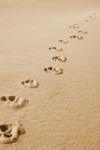 Hondensporen op het fijne zandstrand