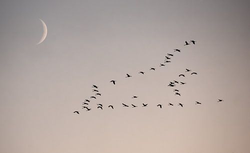 Crane migration with moon