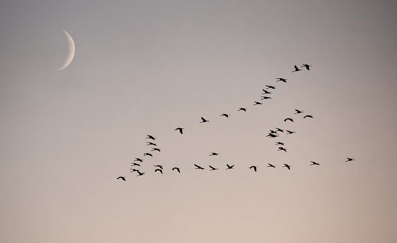 Crane migration with moon by Patrick Schwarzbach