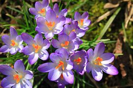 Fleur de crocus sur Thomas Jäger