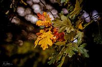 autumn colours