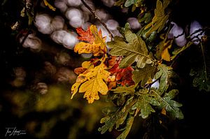 herfst kleuren van Thea Luthart