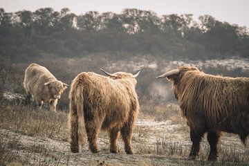 Schotse hooglanders in natuurgebied van Dirk van Egmond