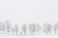 Bomen in een wit landschap in de sneeuw van iPics Photography thumbnail
