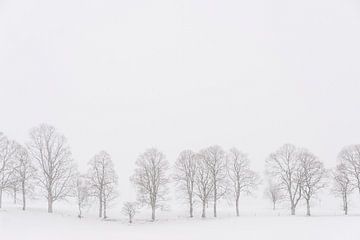 Arbres dans un paysage blanc pendant les chutes de neige