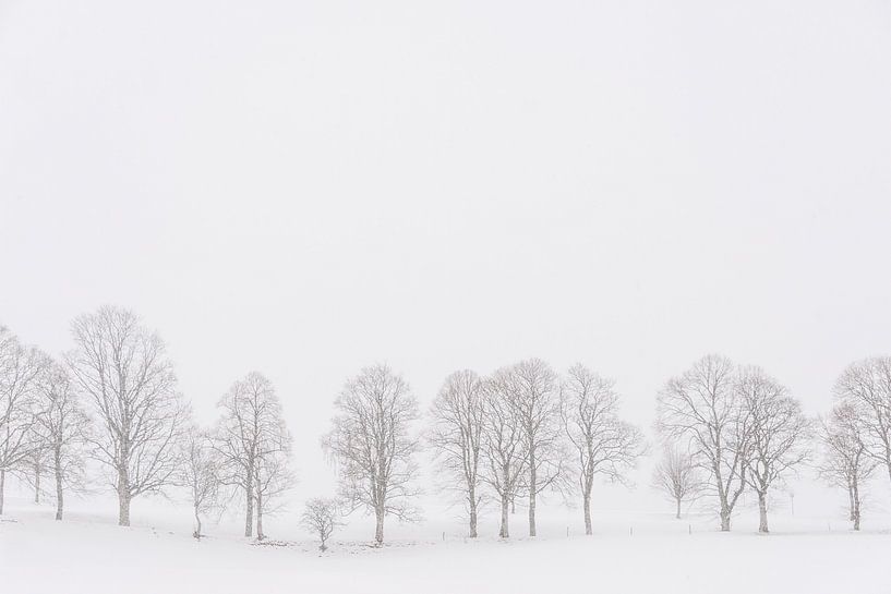 Bomen in een wit landschap in de sneeuw van iPics Photography