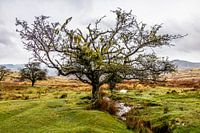Knorriger Baum auf zerklüftetem Moor im Dartmoor National Park, England