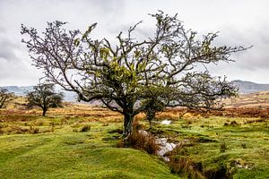Knorriger Baum auf zerklüftetem Moor im Dartmoor National Park, England