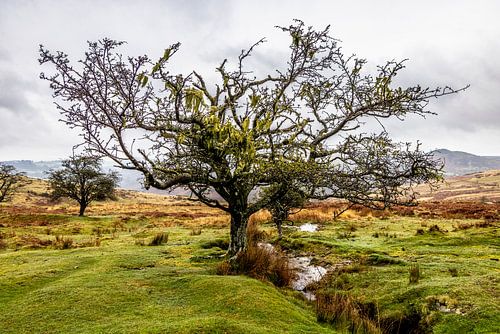 Gnarled tree on rugged moor in Dartmoor National Park, England