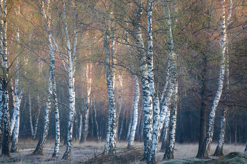 birtch trees at sunrise during spring , Limburg, Netherlands van Olha Rohulya