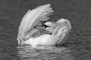 Artistic Swan van Harry Eggens