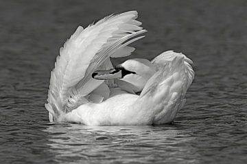 Artistic Swan by Harry Eggens