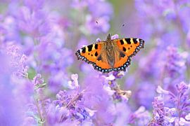 small fox by Wiltrud Schwantz
