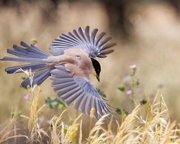 Blue Magpie by Rob Kempers