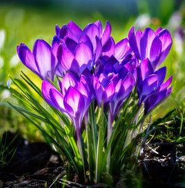 Fleurs de crocus dans le jardin sur ManfredFotos