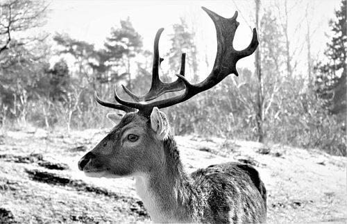 Damhert 