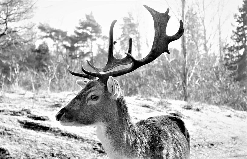 Damhert  by Michelle Raven