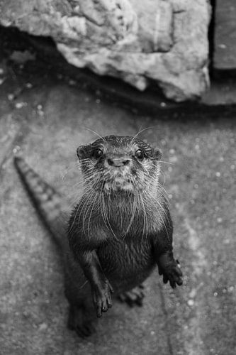 Otter