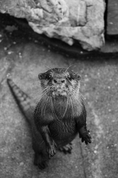 Loutre par Jamie Elbersen