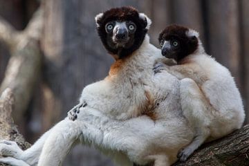 Gekroond sifaka aapje (moeder en kind) op een boom