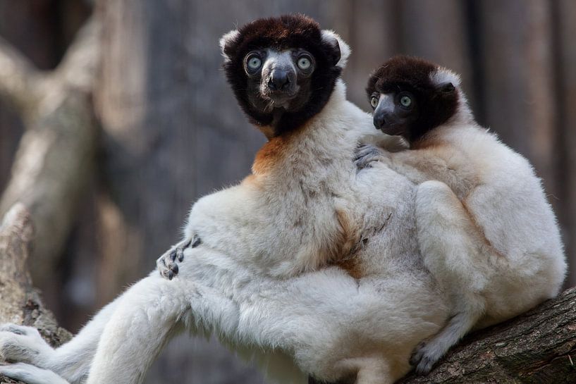 Crowned sifaka monkeys (mother and child) on a tree by Joost Adriaanse