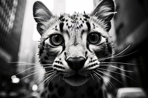 Animal life in the city