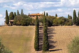 Cypress lane to the farm (1) by Jolanda van Eek en Ron de Jong