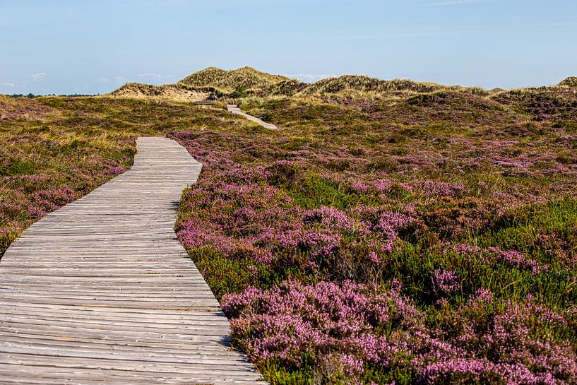 Bohlenweg durch die Heide nahe Norddorf von Alexander Wolff