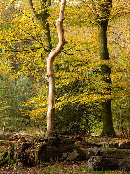 cycle de vie d'un arbre par carla groenenboom