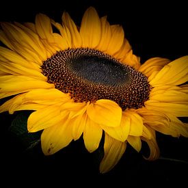 zonnebloem in bloei. van Benjamin Admiraal