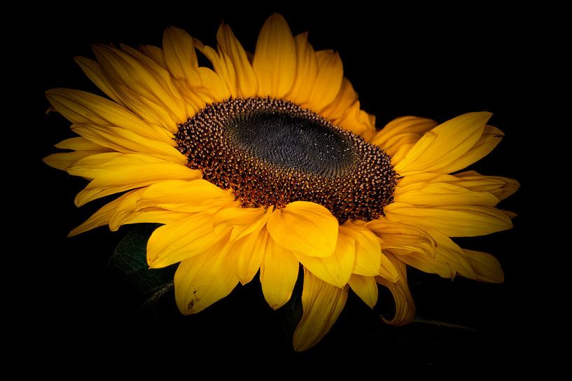 sunflower in bloom. by Benjamin Admiraal