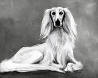 Saluki Zar